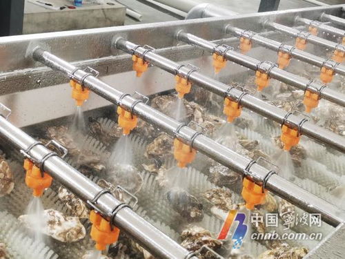 寧波人擁有專業(yè)生蠔清洗加工廠，消毒服務(wù)保障食品安全新標(biāo)桿
